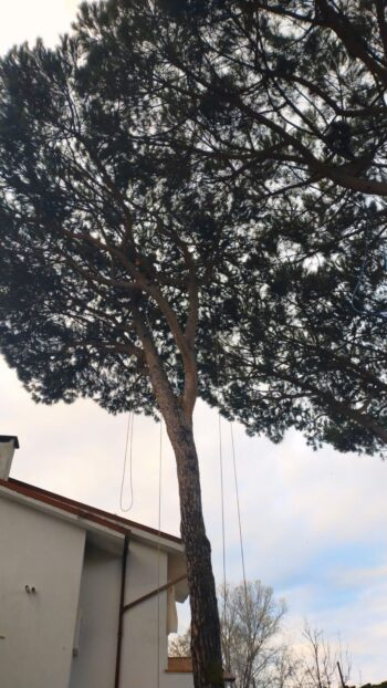 Alberi alti con foglie verdi