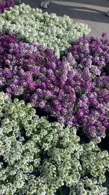 Fiori Alyssum color viola-lillà