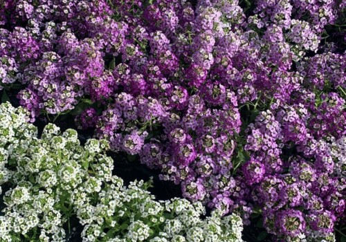 Fiori Alyssum color viola-lillà