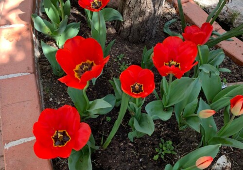 Giardino con tulipani rossi