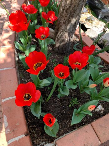 Giardino con tulipani rossi
