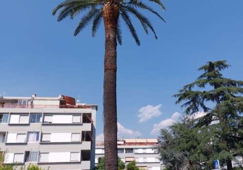 Palma gigante ben curata