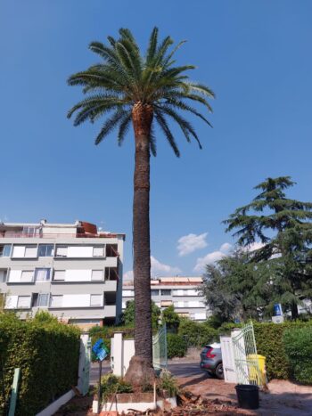 Palma gigante ben curata