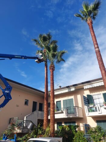 Villetta con tre palme giganti